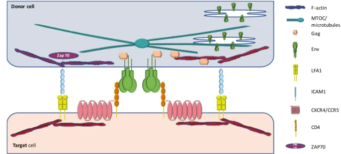 Figure 8: Schematic illustration of virological synapse formation.  