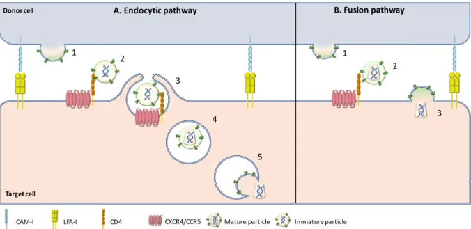 Figure 9: Hypothetical mechanisms of HIV-1 entry across Virological synapse.  