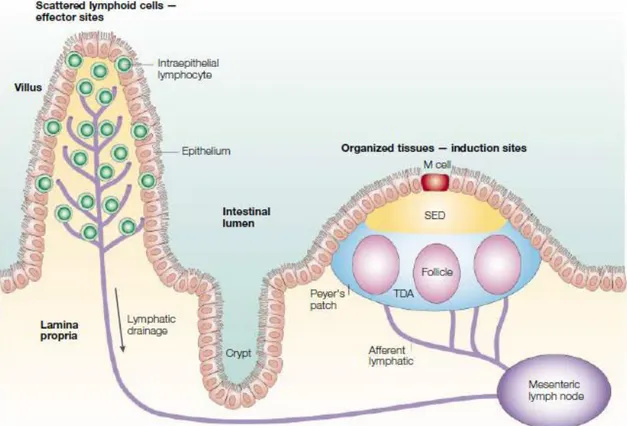 Figure I.5: Schematic representation of lymphoid elements of the intestinal immune system 