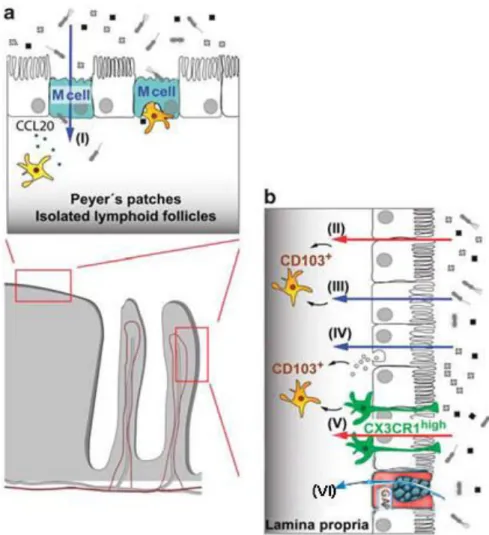 Figure I.7: Mechanisms of antigen uptake in gut-associated lymphoid tissue (GALT) and lamina propria 