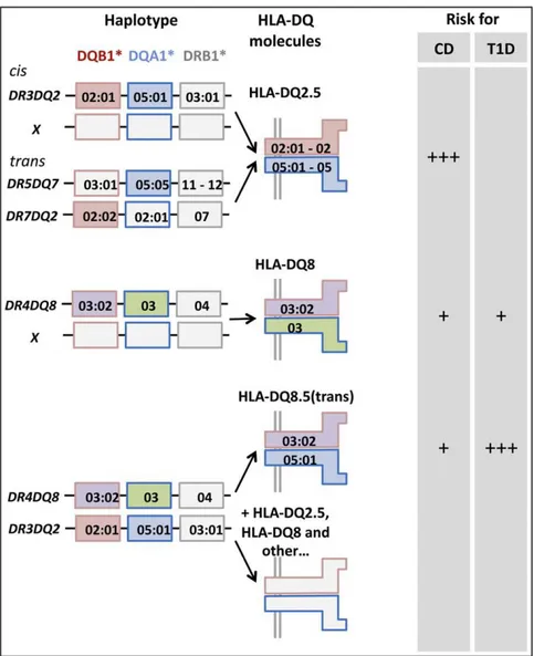 Figure II.3: Human leukocyte antigen (HLA) associations in celiac disease (CD) 
