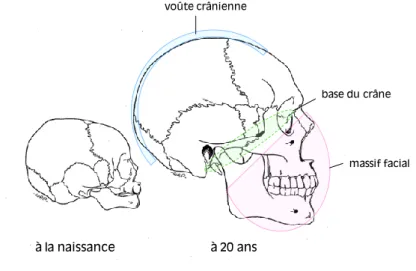 Figure I.1 : Evolution du crâne entre la naissance et 20 ans, d’après Enlow 29