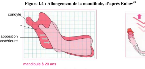 Figure I.4 : Allongement de la mandibule, d’après Enlow 29