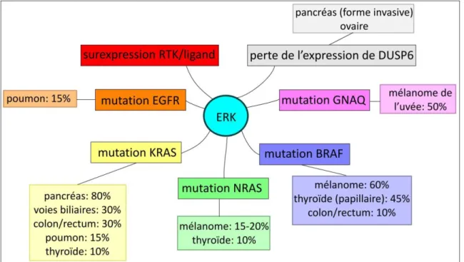 Figure 4. Principales altérations moléculaires responsables d’une activation de ERK et leur  fréquence  dans  certains  types  de  cancer  (d’après  [10])