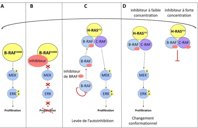 Figure 6. Activation paradoxale de la voie MEK-ERK dans des tumeurs traitées par inhibiteurs de B- B-RAF V600E 