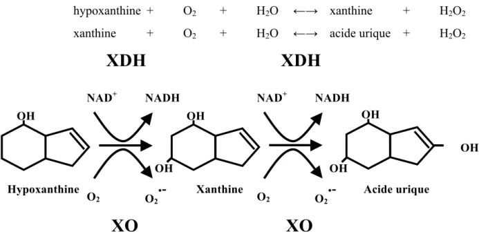Figure 2: La dégradation de l’hypoxanthine en acide urique.  