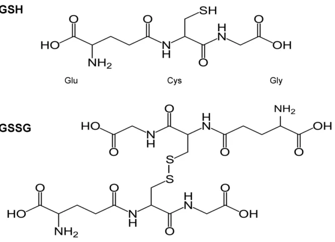 Figure 9 : Structure de la GSH et de la GSSG.  