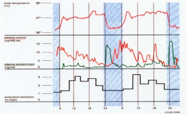 Figure 7  Les rythmes sont organisés les uns par rapport aux autres, en relation de phase avec une        synchronisation interne d’après Czeisler adapté par Quera-Salva