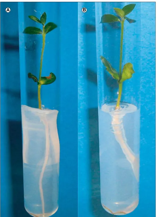 Figure 3. De´veloppement des embryons sur le milieu MS (Muraschige et Skoog) modifie´ additionne´ de 6-benzylaminopurine (BAP) (0,1 mg/L) et d’acide naphtale`ne ace´tique (ANA) (1 mg/L).