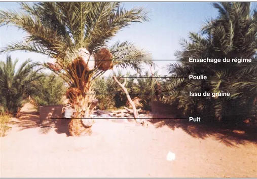 Figure 2. Illustration des techniques traditionnelles de production dans la re´gion de Kidal (ensachage des re´gimes dans la palmeraie de deuxie`me ge´ne´ration a` Taghrabat [1998]).