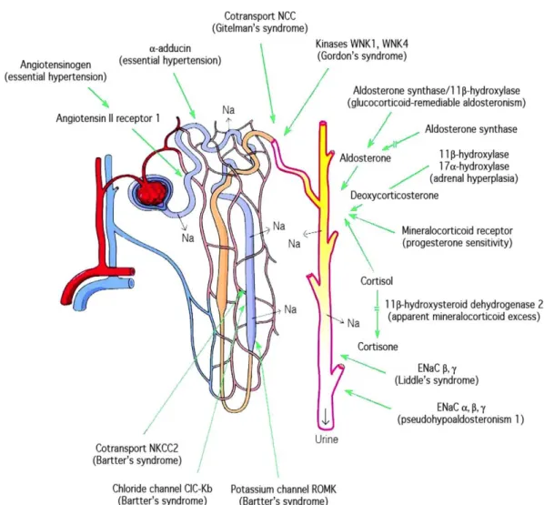 Figure 1. Mutations et polymorphismes affectant les niveaux de pression artérielle chez  l’Homme