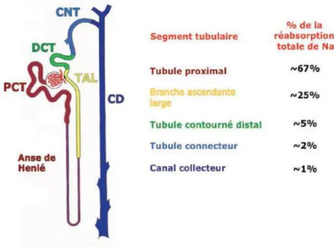 Figure 2. Représentation des différents segments tubulaires du néphron et leur  réabsorption respective de sodium