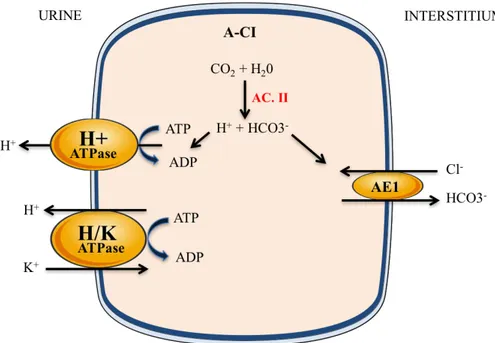 Figure 5. Modèle cellulaire du transport de sodium, potassium, chlore et bicarbonates  dans les cellules intercalaires de type A