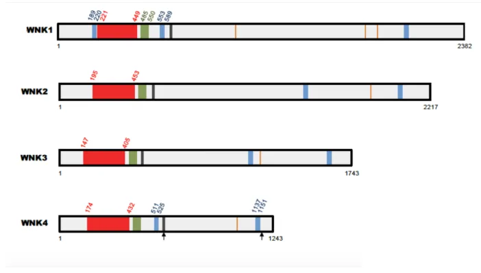 Figure 7. Représentations schématiques des kinases WNK1-2-3-4. 