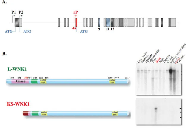 Figure 8. Structure du gène WNK1 et de ses isoformes KS- et L-WNK1. 