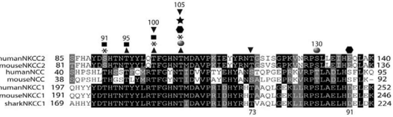 Figure 10. L'alignement de la séquence de la région N-terminale de NKCC1, NKCC2 et  NCC montre que les sites phosphorylés par SPAK et OSR1 sont conservés