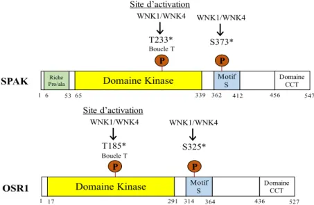 Figure 11. Structure des domaines des protéines kinases SPAK et OSR1. 