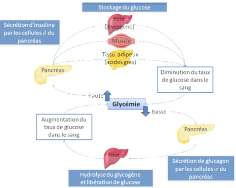 Figure 1 : Régulation de l’homéostasie glucidique par l’insuline et le glucagon 