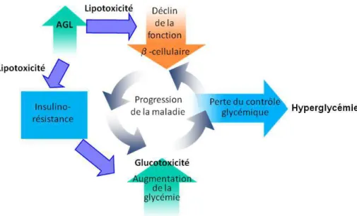 Figure 2 : Notion de glucotoxicité 