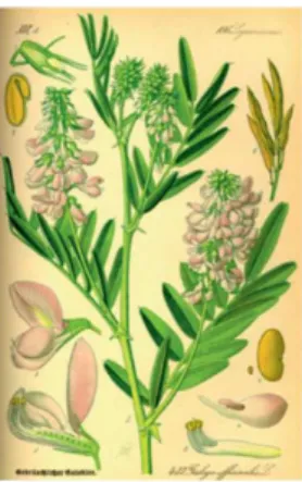 Figure 4 :  Galégine et metformine 