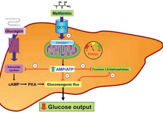 Figure 5 : Inhibition de la production de glucose par le foie induite par la metformine 