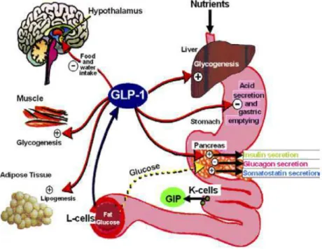 Figure 10 : Effets du GLP-1 sur les organes-clés impliqués dans le métabolisme intermédiaire 