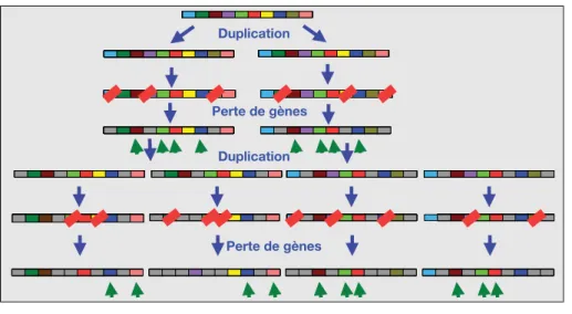 Figure 1. Sche´ma d’e´volution des ge´nomes par duplication et perte de ge`nes.