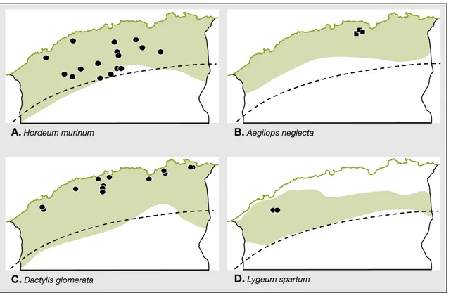 Figure 2. Aire de distribution ge´ographique de quatre Poaceae polyploı¨des en Alge´rie tellienne.