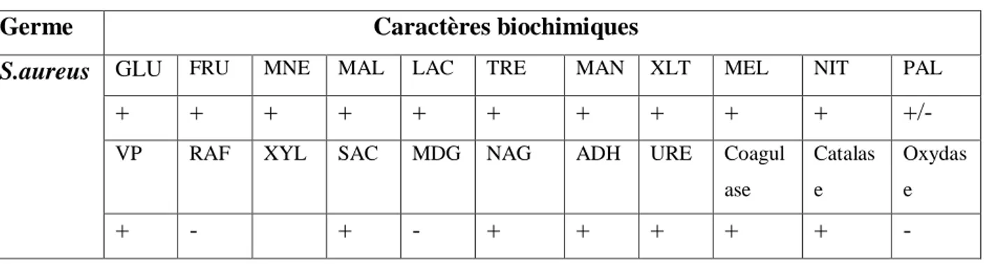 Tableau N°IV : Caractères biochimiques communs des souches de S. aureus.  Germe                                           Caractères biochimiques 