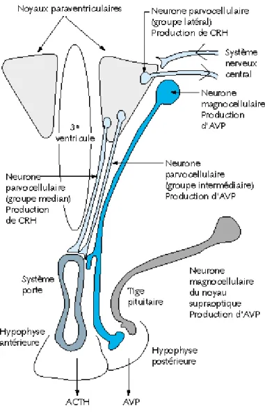 Figure 1. Sites de synthèse et de sécrétion de la vasopressine  Adapté de [3]. 