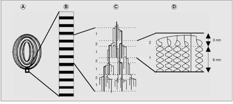 Figure 1. Structure de l’amidon Figure 1. Starch structure