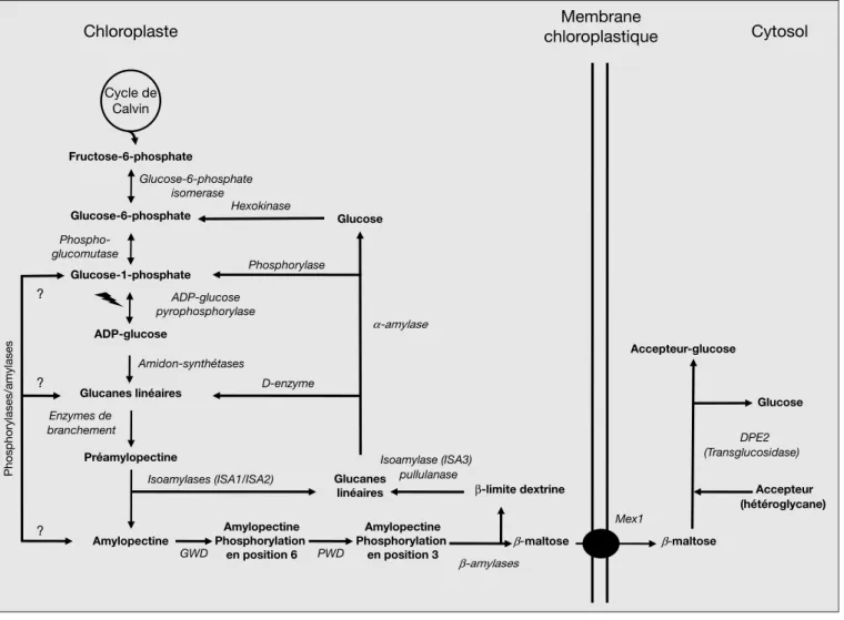 Figure 2. Me´tabolisme de l’amidon chez les ve´ge´taux et algues vertes. Figure 2. Starch metabolism in land plants and green algae.