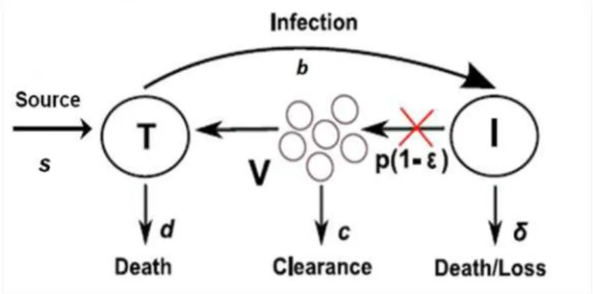 Figure 5 : Modèle standard de dynamique viral (Neumann et al. 1998). 