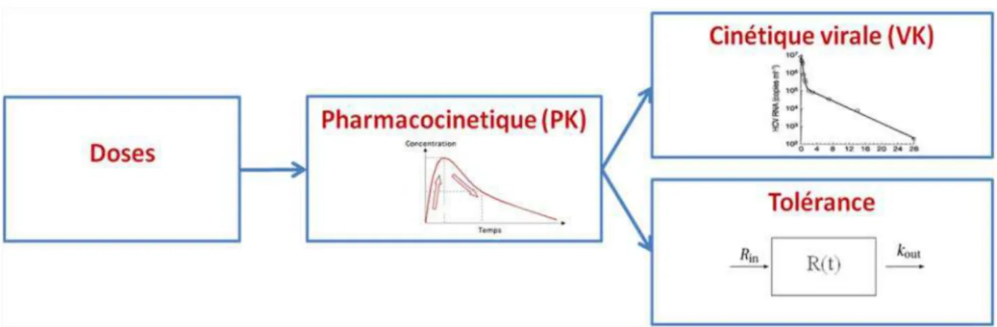 Figure 6 : Modèle pharmacocinétique - cinétique virale - tolérance.    