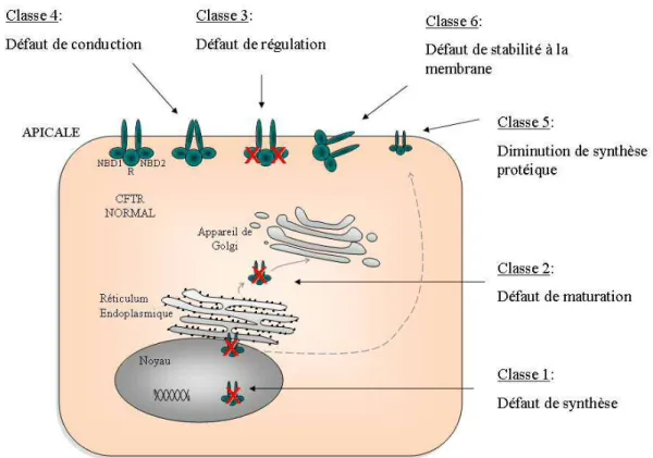 Figure 3 : Les 6 classes de mutations du gène CFTR en fonction des mécanismes 