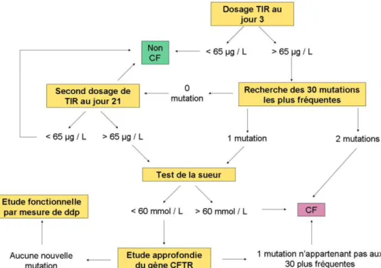 Figure 11 : Organigramme du dépistage de la mucoviscidose  ddp : différence de potentiel ; TIR : trypsine immunoréactive ; CFTR : cystic fibrosis  transmembrane conductance regulator ; CF : cystic firosis 