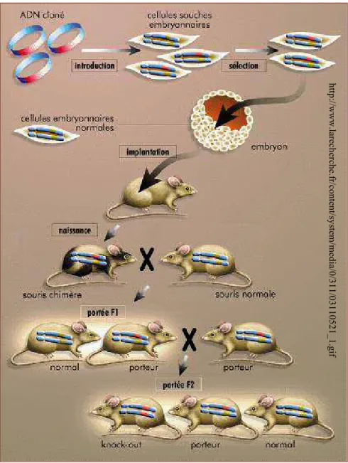 Figure 13 : Génération de souris génétiquement invalidées 