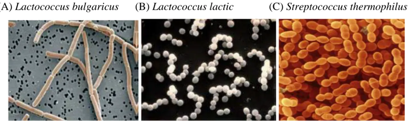 Figure 01 : Bactéries lactiques sous forme de bacilles (A), coques (B), bacilles arrondis (C) (FESSARD, 2017).