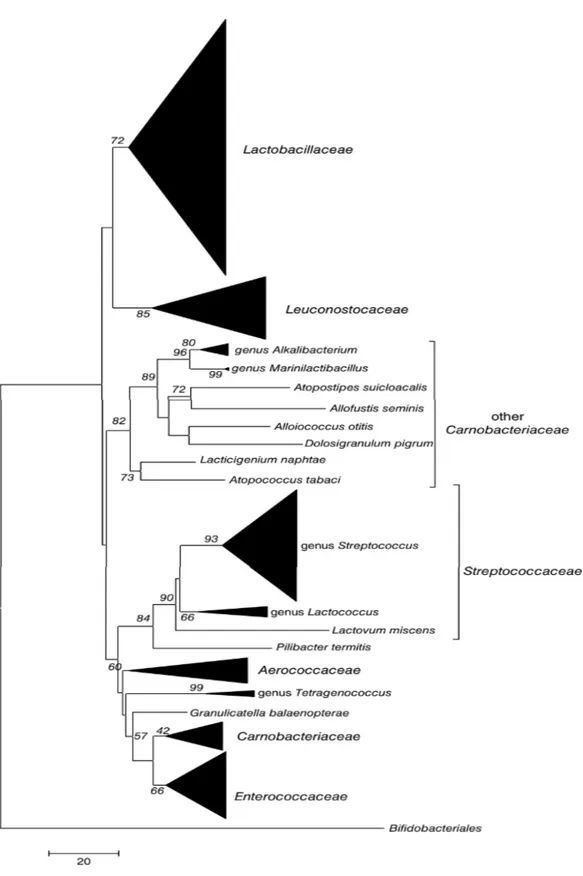 Figure 3 : Arbre phylogénétique décrivant la relation entre les familles d’ordre Lactobacillales basé sur la séquence du gène 16S de l’ARNr (FELIS et al., 2015).