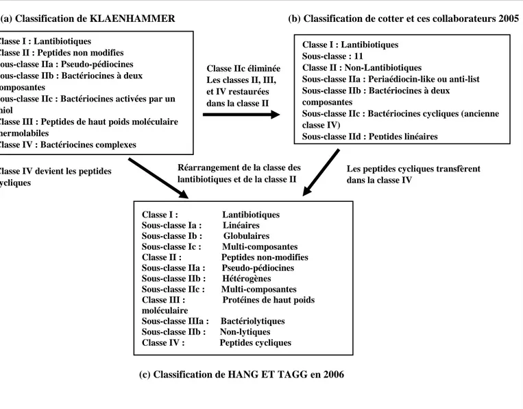 Figure 04 : Classification universelle des bactériocines (TAALE, 2016).