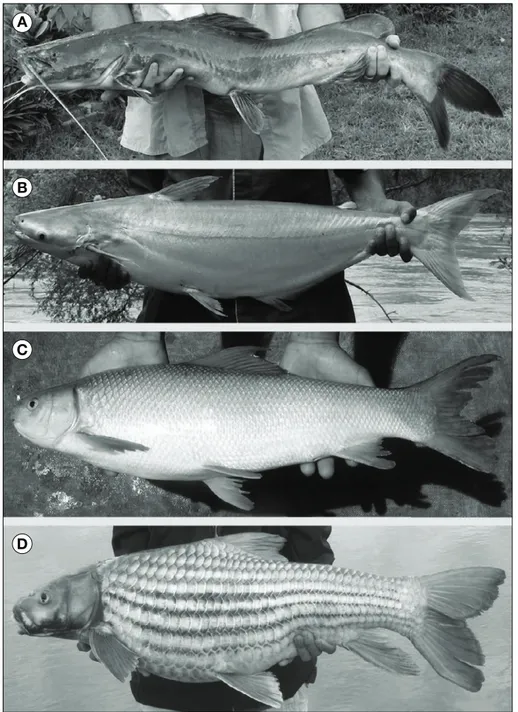 Figure 3. Les espe`ces e´tudie´es pour la domestication dans le cadre du programme de recherche mene´ par le Cirad et les partenaires locaux au Laos.