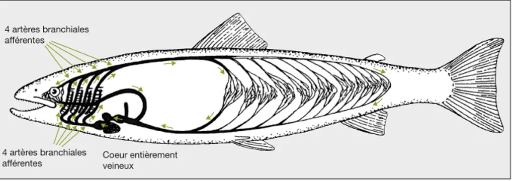Figure 4. Circulation sanguine dans le poisson (d’apre`s Eriksson et Johnson, 1979). Figure 4