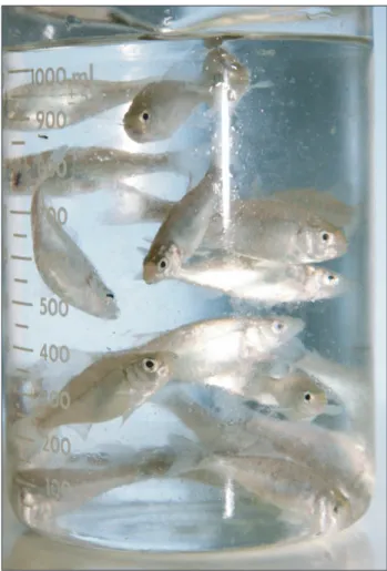 Figure 1. Juvenil bass (3 months, 1 gram), Dicentrarchus labrax.