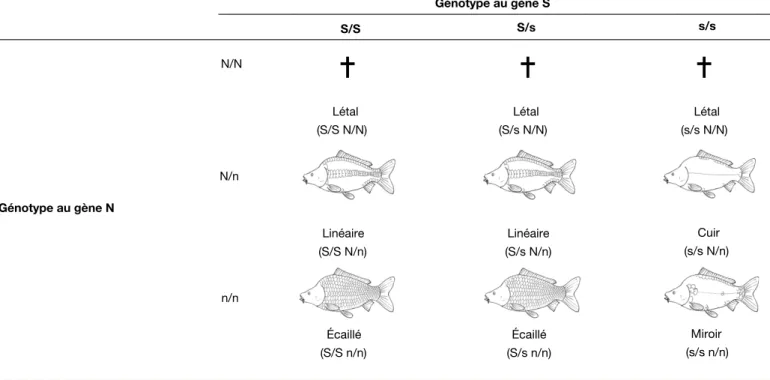 Tableau 1. Ge´notypes et phe´notypes pour les diffe´rentes combinaisons alle´liques des ge`nes d’e´caillure de la carpe, Nu (N/n) et Scaly (S/s) (d’apre`s Kirpichni- Kirpichni-kov, 1981).