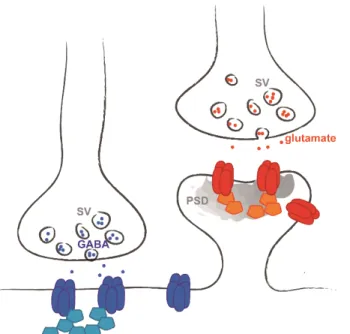 Figure 2. Chemical synapses are excitatory or inhibitory. Excitatory glutamatergic (red) are housed on  dendritic spines, and inhibitory GABAergic (blue) synapses on dendritic shafts or neuronal soma