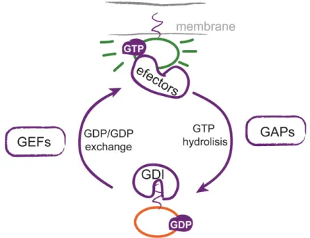 Figure 3. Regulation of small GTPases activity by GEFs and GAPs. In their GDP-bound state, small  GTPases are maintained in an inactive form by GDIs and are located in the cytoplasm