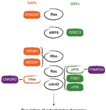 Figure 4. Regulators of small GTPases associated with ID. Proteins activating small GTPases (GAPs)  are  shown  in  orange,  and  GEFs  are  represented  in  green