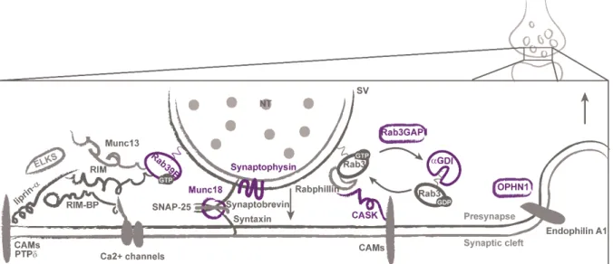 Figure 5. Presynaptic proteins associated with ID. Protein members of the active zone and SNAREs are  shown  in  the  left