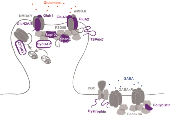 Figure 6. Postsynaptic organization is affected in ID. ID-related proteins involved in excitatory (left) or  inhibitory (right) postsynaptic organization and neurotransmitter receptor stabilization to the membrane  are shown in violet