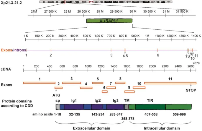 Figure 8. Gene and protein organization of human IL1RAPL1. CDD: NCBI's conserved domain database  (Marchler-Bauer et al